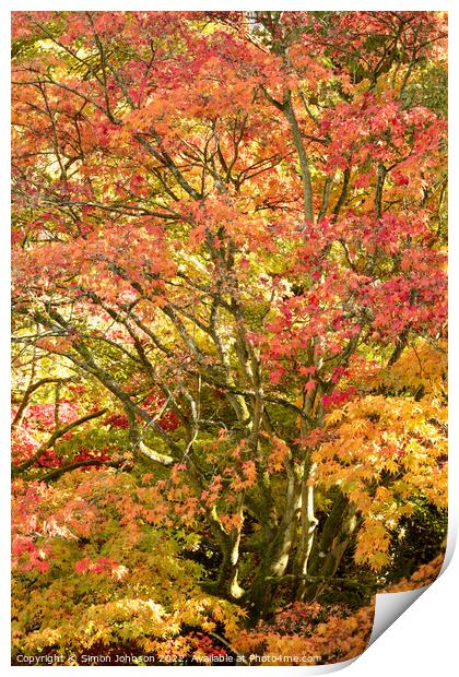 Acer autumnal leaves Print by Simon Johnson
