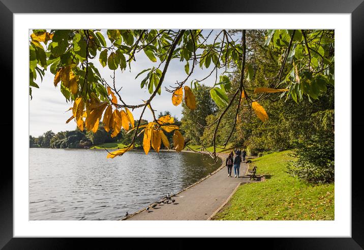 Autumn colours at Sefton Park Framed Mounted Print by Jason Wells