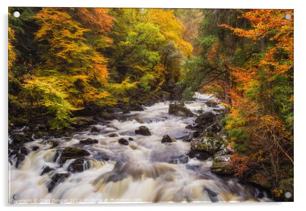 Autumn at the River Braan, Dunkeld Acrylic by Craig Doogan