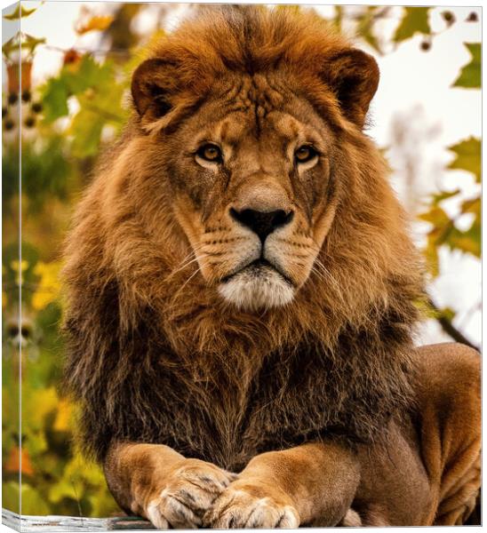 Portrait of a male pride African Lion as the King of Beasts on a fall day or autumn day. Canvas Print by Arpan Bhatia