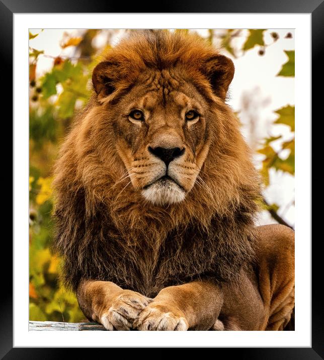 Portrait of a male pride African Lion as the King of Beasts on a fall day or autumn day. Framed Mounted Print by Arpan Bhatia