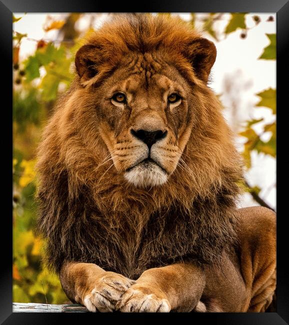 Portrait of a male pride African Lion as the King of Beasts on a fall day or autumn day. Framed Print by Arpan Bhatia