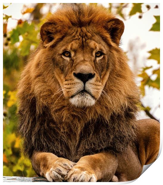 Portrait of a male pride African Lion as the King of Beasts on a fall day or autumn day. Print by Arpan Bhatia
