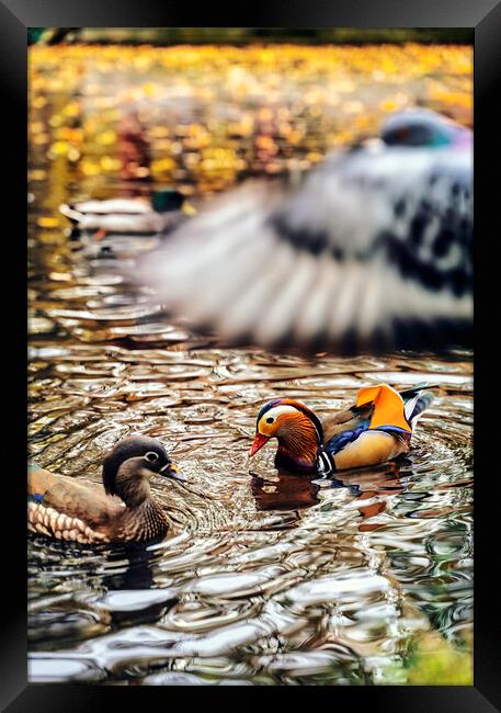 The truly impressive plumage of a male Mandarin duck, seen in a duckpond, with other birds Framed Print by Arpan Bhatia