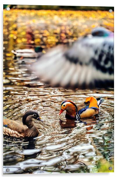 The truly impressive plumage of a male Mandarin duck, seen in a duckpond, with other birds Acrylic by Arpan Bhatia