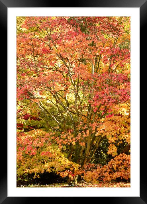 Autumnal Acer tree Framed Mounted Print by Simon Johnson