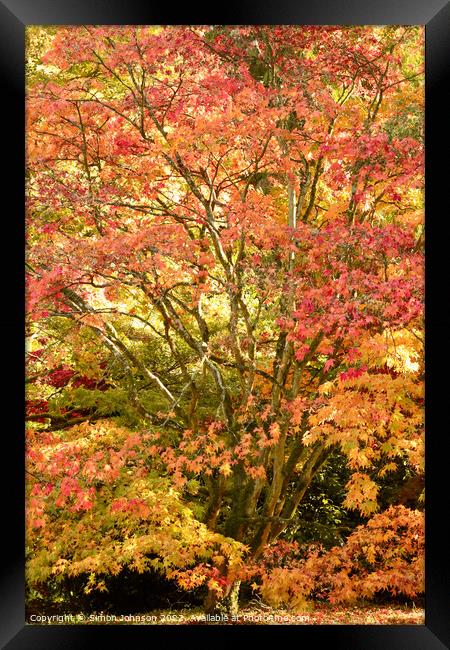 Autumnal Acer tree Framed Print by Simon Johnson