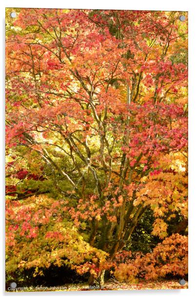 Autumnal Acer tree Acrylic by Simon Johnson
