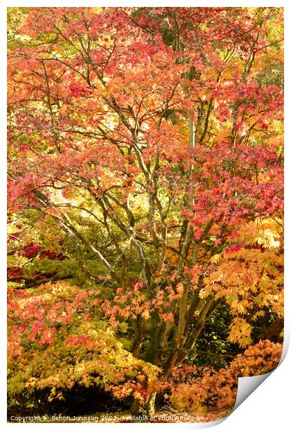 Autumnal Acer tree Print by Simon Johnson