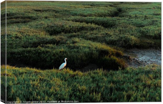 White Heron in Low Tide Ria Formosa Canvas Print by Angelo DeVal