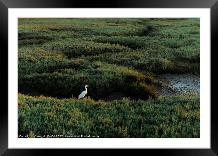 White Heron in Low Tide Ria Formosa Framed Mounted Print by Angelo DeVal