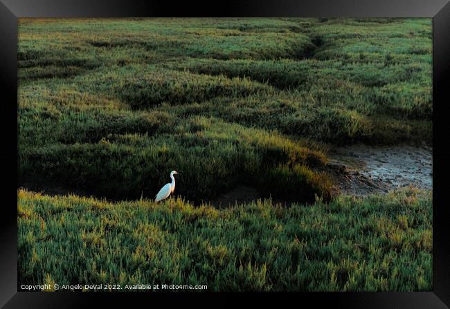 White Heron in Low Tide Ria Formosa Framed Print by Angelo DeVal