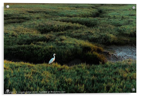White Heron in Low Tide Ria Formosa Acrylic by Angelo DeVal