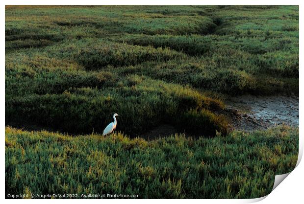 White Heron in Low Tide Ria Formosa Print by Angelo DeVal