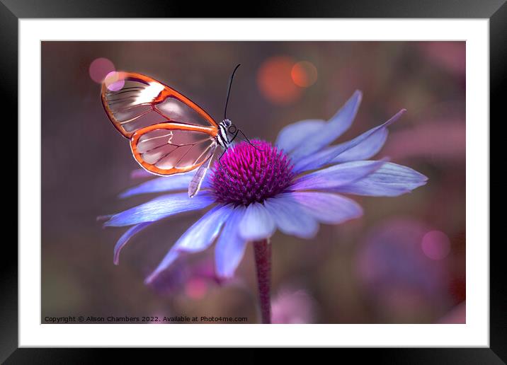 Glasswing Butterfly on Echinacea  Framed Mounted Print by Alison Chambers
