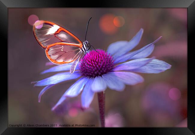 Glasswing Butterfly on Echinacea  Framed Print by Alison Chambers