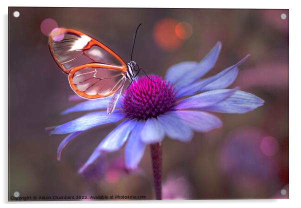 Glasswing Butterfly on Echinacea  Acrylic by Alison Chambers