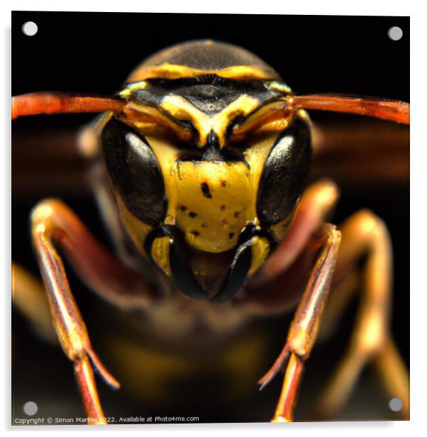 Extreme Wasp Closeup Acrylic by Simon Marlow