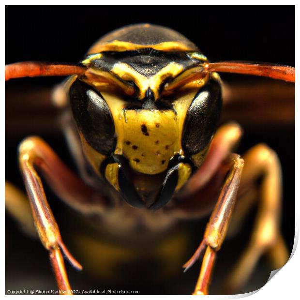 Extreme Wasp Closeup Print by Simon Marlow