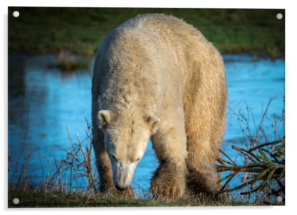 Polar Bear Canada Acrylic by Darren Wilkes