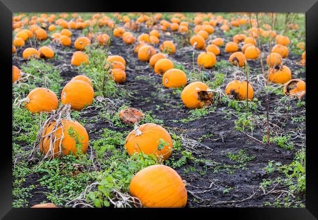 Row upon row of pumpkins Framed Print by Jason Wells