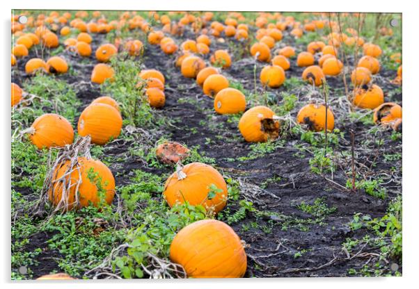 Row upon row of pumpkins Acrylic by Jason Wells