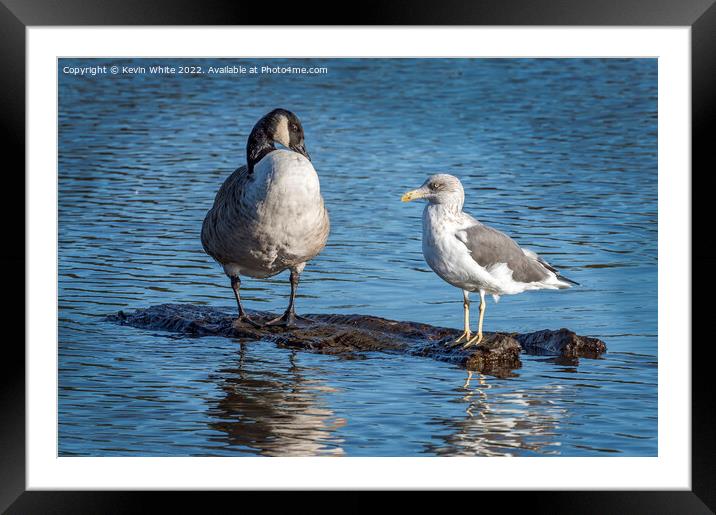 Goose and gull sharing Framed Mounted Print by Kevin White
