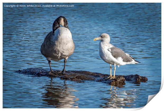 Goose and gull sharing Print by Kevin White