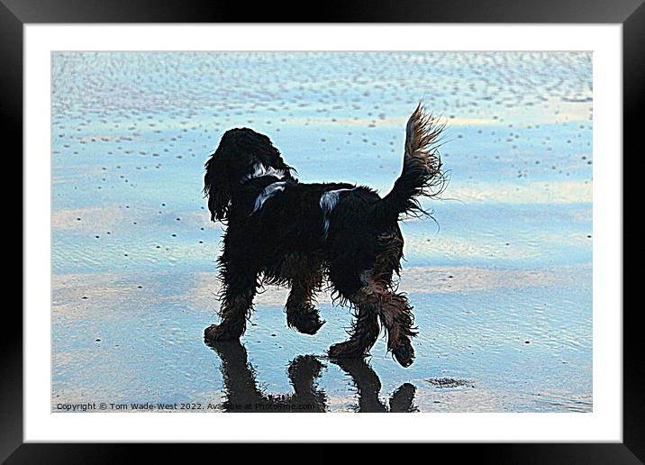 A Cocker Spaniel walking on a wet beach Framed Mounted Print by Tom Wade-West