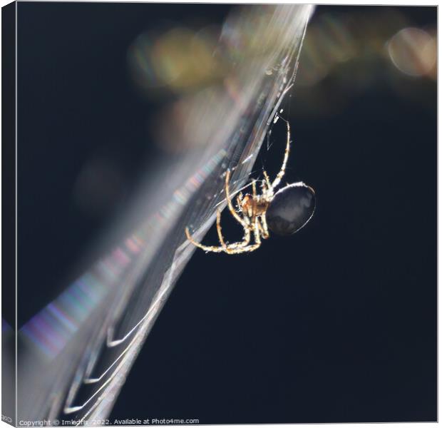 Backlit Garden Spider, in profile Canvas Print by Imladris 