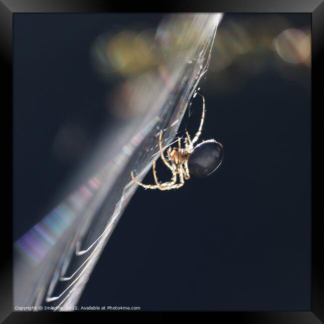 Backlit Garden Spider, in profile Framed Print by Imladris 