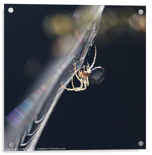 Backlit Garden Spider, in profile Acrylic by Imladris 