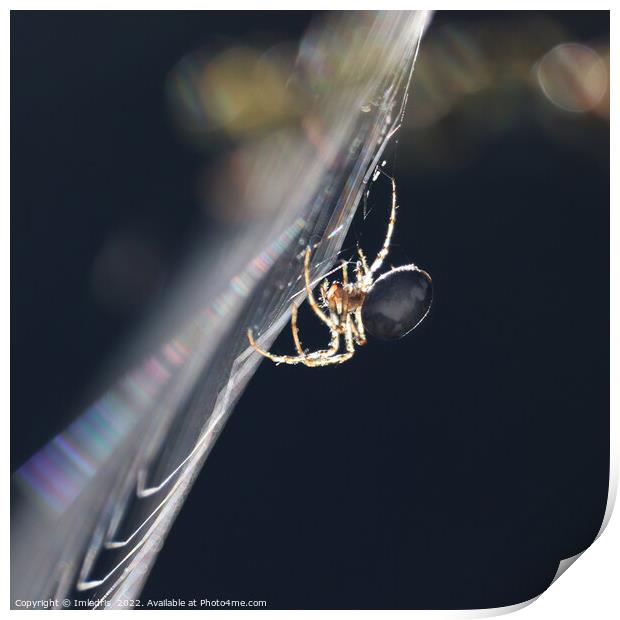 Backlit Garden Spider, in profile Print by Imladris 