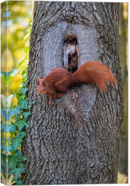 Red Squirrel At Tree Hollow Canvas Print by Artur Bogacki