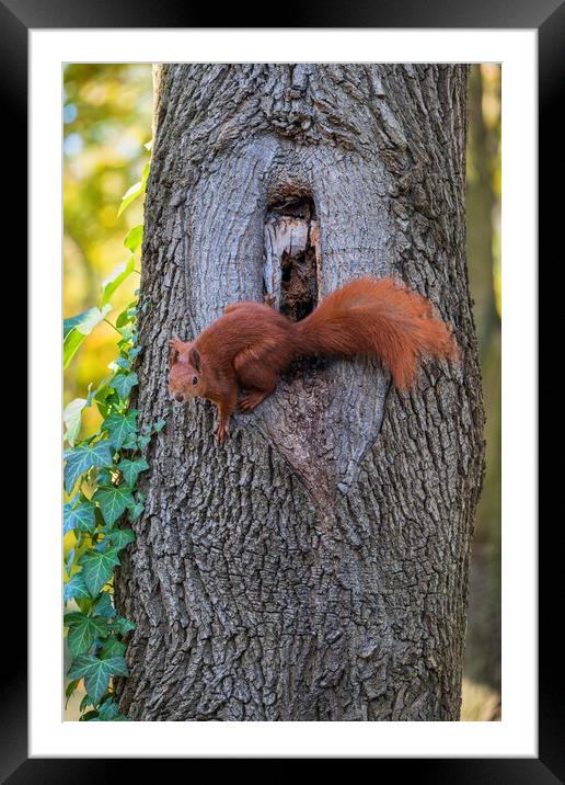 Red Squirrel At Tree Hollow Framed Mounted Print by Artur Bogacki