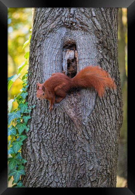 Red Squirrel At Tree Hollow Framed Print by Artur Bogacki