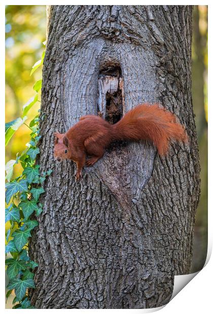 Red Squirrel At Tree Hollow Print by Artur Bogacki