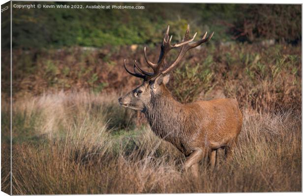 Red deer stag has picked up a female scent Canvas Print by Kevin White