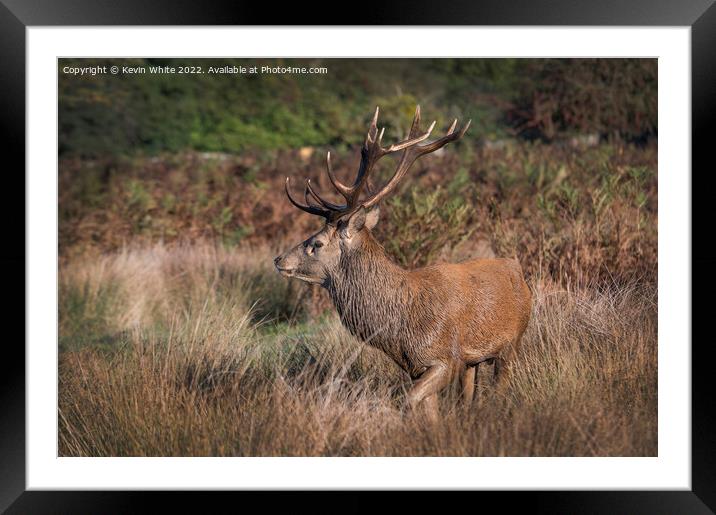 Red deer stag has picked up a female scent Framed Mounted Print by Kevin White
