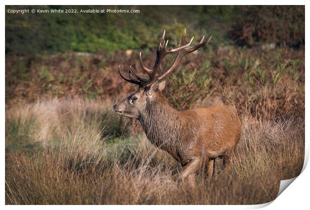 Red deer stag has picked up a female scent Print by Kevin White