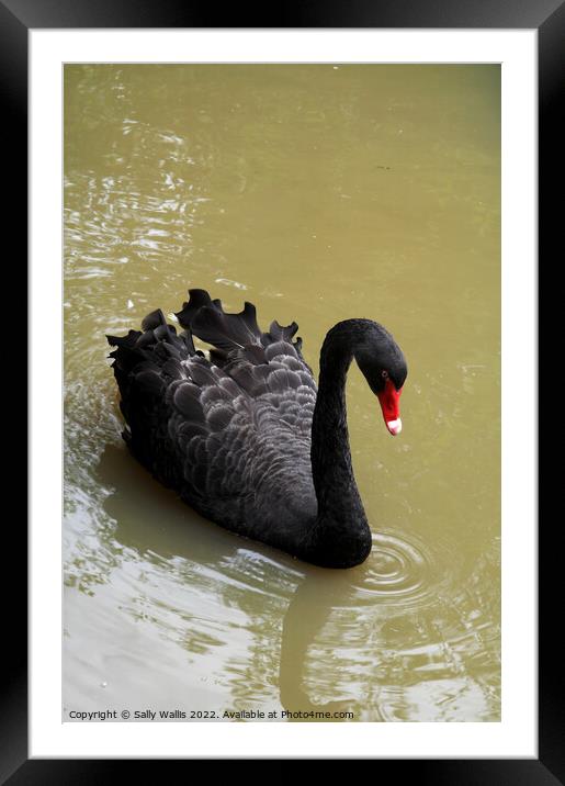 Black Swan Framed Mounted Print by Sally Wallis