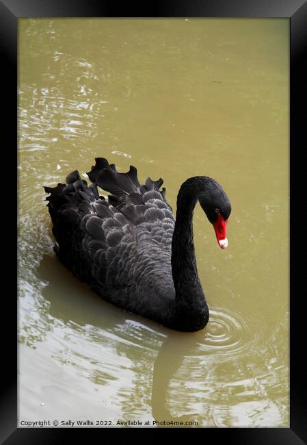 Black Swan Framed Print by Sally Wallis