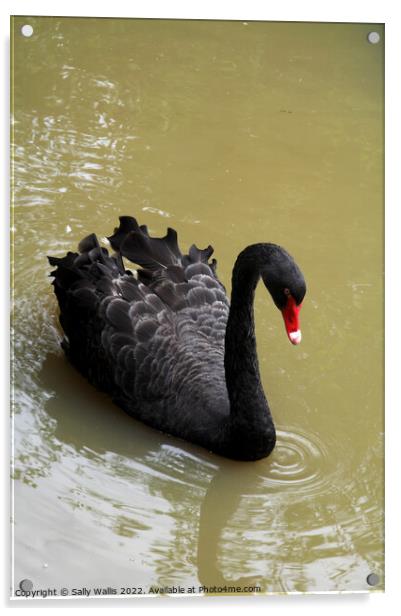 Black Swan Acrylic by Sally Wallis