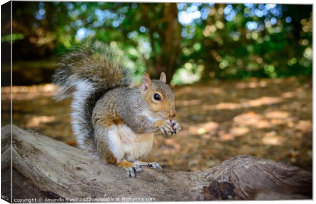 Squirrel Eating Nuts Canvas Print by Amanda Elwell
