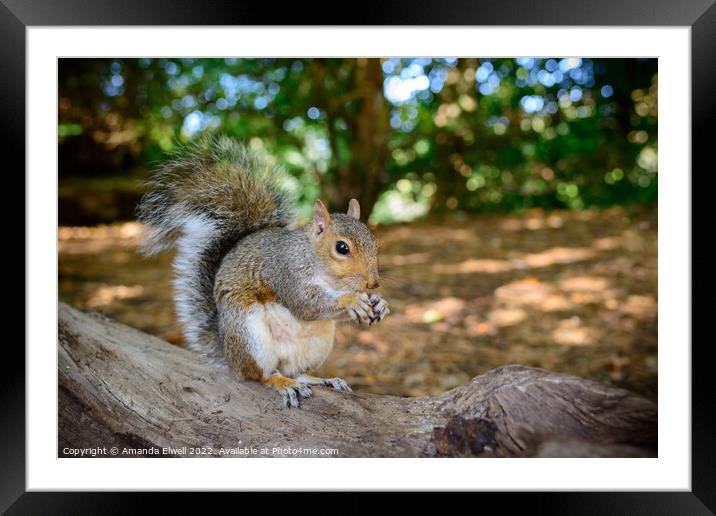 Squirrel Eating Nuts Framed Mounted Print by Amanda Elwell