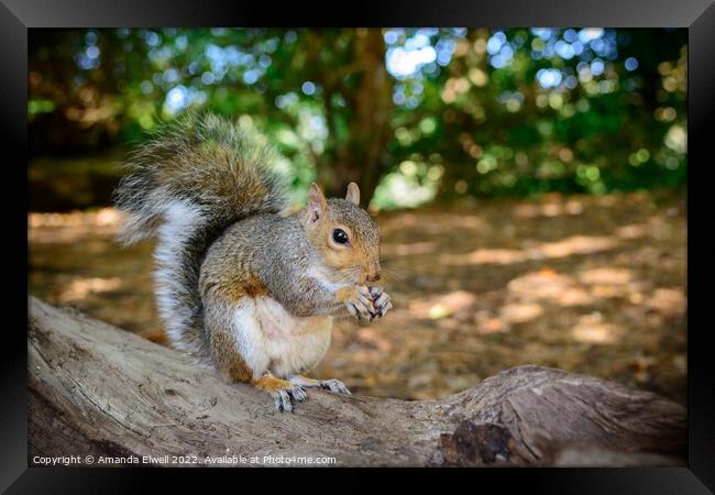 Squirrel Eating Nuts Framed Print by Amanda Elwell