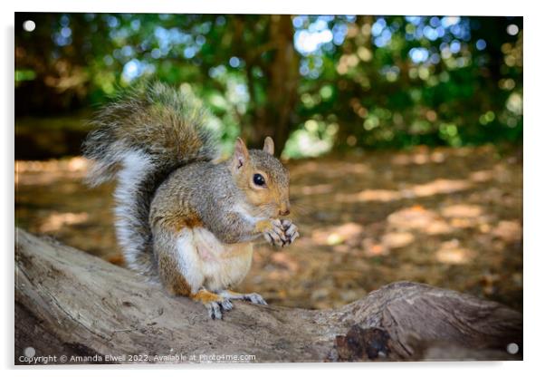 Squirrel Eating Nuts Acrylic by Amanda Elwell