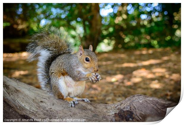 Squirrel Eating Nuts Print by Amanda Elwell