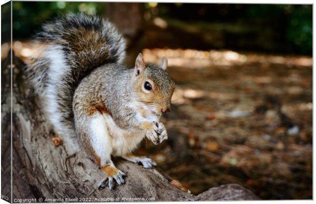 Grey Squirrel Eating On Log Canvas Print by Amanda Elwell