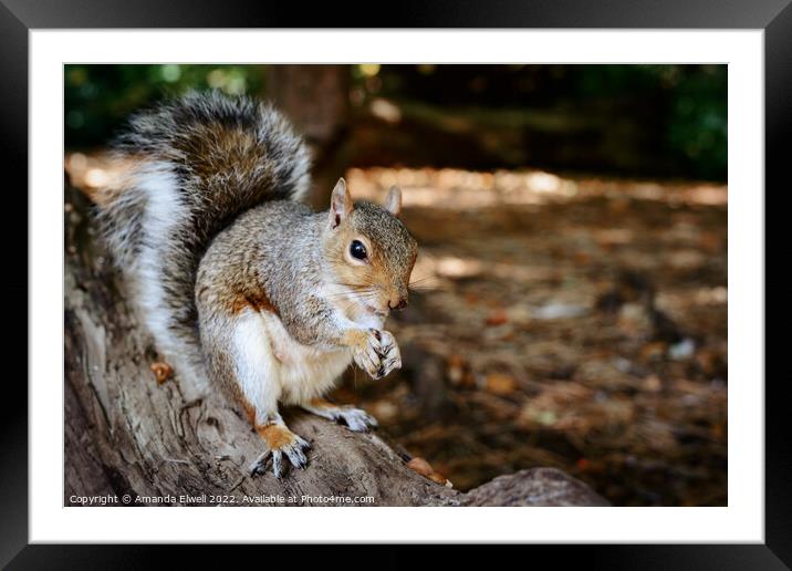 Grey Squirrel Eating On Log Framed Mounted Print by Amanda Elwell